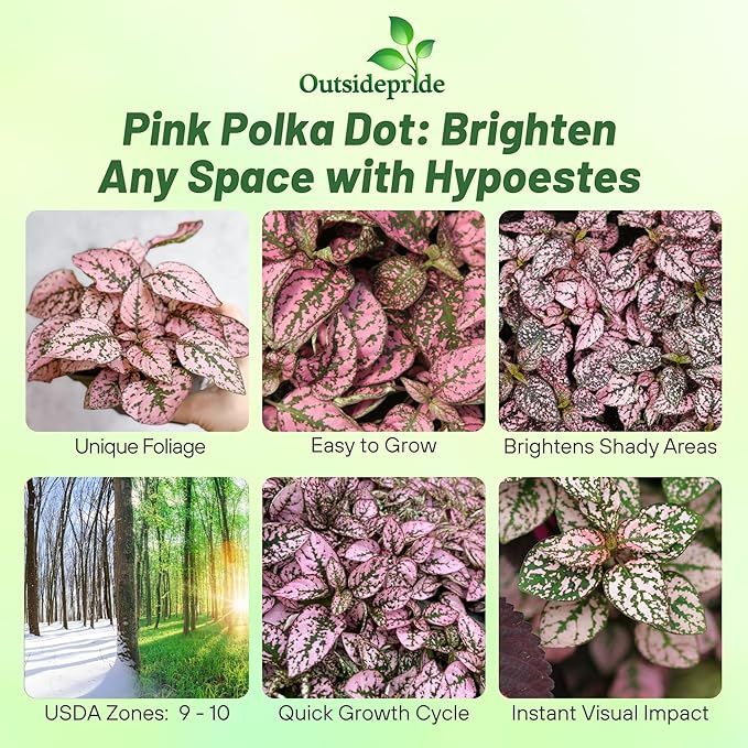Outsidepride Splash Select Pink Hypoestes Seed for Planting - 50 Pcs Perennial Polka Dot Plant Seeds w/Variegated Foliage for Containers, Hanging Baskets, Small Gardens, Both Indoors & Outdoors