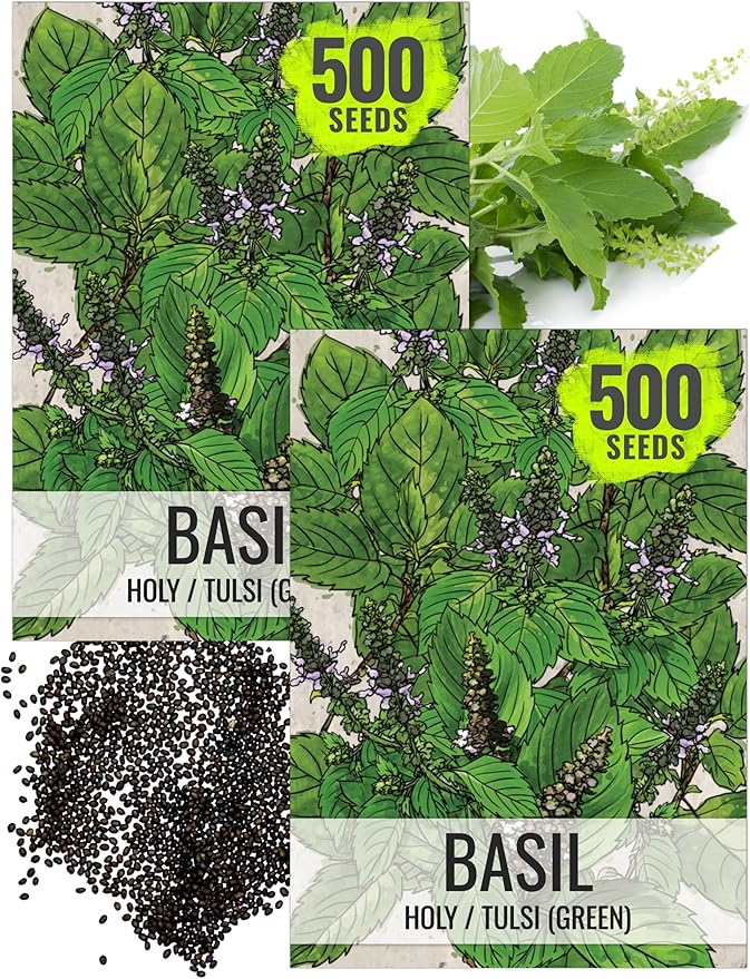 Seed Needs Holy Basil Tulsi Seeds for Planting - Non-GMO Heirloom & Untreated Medicinal Herbal Plants to Grow Indoors or Outdoors - Sacred Hindu Herbs (2 Packs)