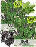 Seed Needs Holy Basil Tulsi Seeds for Planting - Non-GMO Heirloom & Untreated Medicinal Herbal Plants to Grow Indoors or Outdoors - Sacred Hindu Herbs (2 Packs)