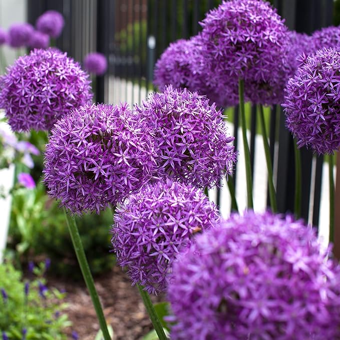 Allium Giganteum Seeds for Planting - 300+ Ornamental Onion Rabbit & Deer Resistant Drought Tolerant Perennial Flower Seeds