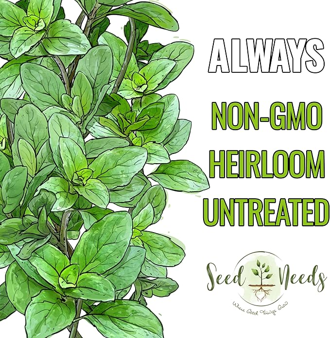 Seed Needs Oregano Seeds for Planting Italian Herbs - Non-GMO Heirloom & Untreated Culinary Herb Seed - Grow Indoors or Outdoors for a Kitchen Garden (2 Packs)