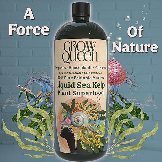 Organic Liquid Kelp & Seaweed Extract (Ecklonia Maxima) Plant Super Food - Indoor Houseplant Fertilizer - Organic Fertilizer for Flowers, Seedlings & Gardens - 8oz Treats 50 Gallons