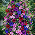 320+ Mixed Color Clematis Vine Plant Seeds, Clematis Seed for Planting Large Blooms Perennial Vine Clematis Flower Seeds, Easy to Growing