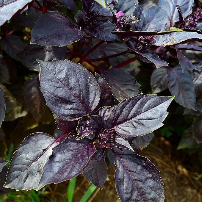 Dark Opal Basil - 250 Seeds - Heirloom & Open-Pollinated Variety, Non-GMO Herb Seeds for Planting, Grow Culinary Herbs Indoors or Outdoors in Containers/Aerogarden/Home Garden, Thresh Seed Company
