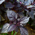 Dark Opal Basil - 250 Seeds - Heirloom & Open-Pollinated Variety, Non-GMO Herb Seeds for Planting, Grow Culinary Herbs Indoors or Outdoors in Containers/Aerogarden/Home Garden, Thresh Seed Company