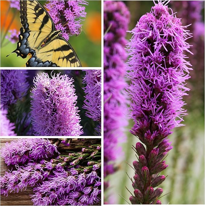 Seed Needs, Gayfeather Seeds - 500 Heirloom Seeds for Planting Liatris spicata - Perennial, Open Pollinated Wildflowers That Attracts Pollinators to The Garden (2 Packs)