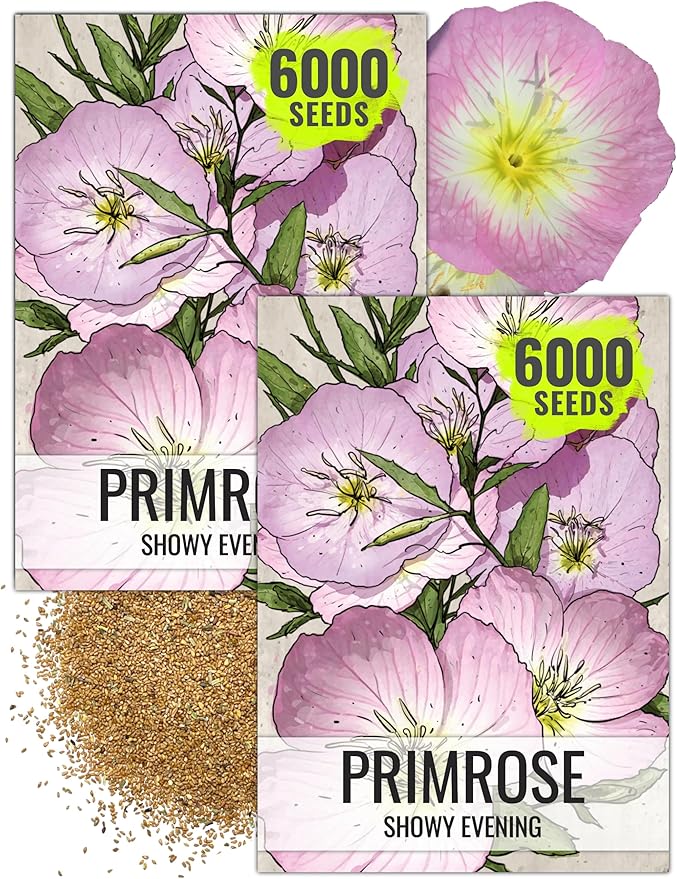 Seed Needs Showy Evening Primrose Seeds for Planting - Heirloom & Open Pollinated Perennial Flower Seed to Plant a Butterfly Garden (2 Packs)