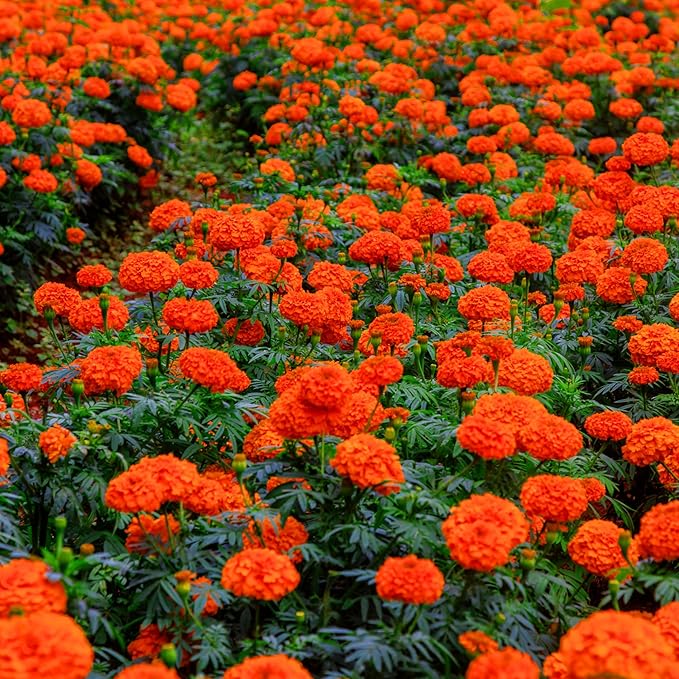 Dwarf French Marigold Seeds for Planting, 1006+pcs Rare Perennial Marigold Flower Seeds Plants, Non-GMO Heirloom Companion Blooms Flowers Plants in Home Garden Outdoors