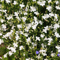 Regatta Series Lobelia White ~500 Seeds – Multi-Seed Pellets – Trailing Lobelia erinus – Annual for Hanging Baskets, Containers & Edging – 9 Vibrant Colors – Non-GMO – 77–84 Days to Bloom