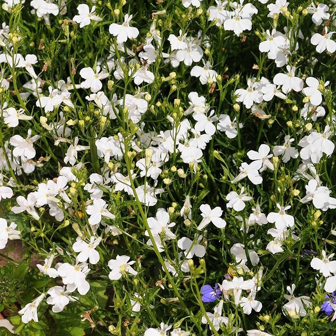 Regatta Series Lobelia White ~500 Seeds – Multi-Seed Pellets – Trailing Lobelia erinus – Annual for Hanging Baskets, Containers & Edging – 9 Vibrant Colors – Non-GMO – 77–84 Days to Bloom