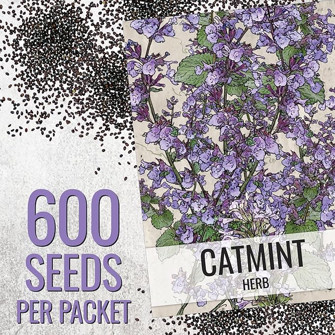 Seed Needs Catmint Seeds for Planting an Indoor/Outdoor Herb Garden - Non-GMO Heirloom & Untreated Herbal Plants - Great for Cats Nepeta mussinii (2 Packs)