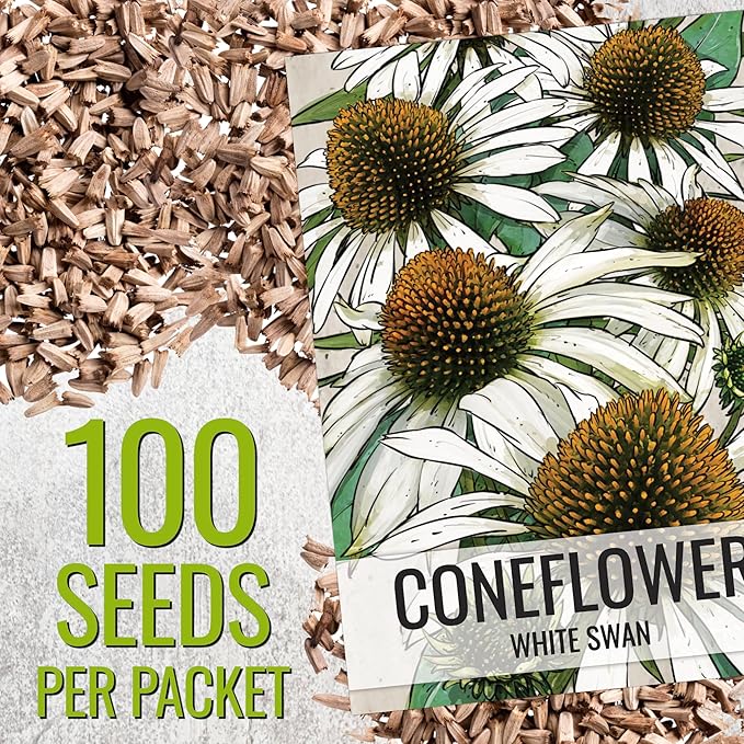 Seed Needs White Swan Coneflower Seeds for Planting Echinacea - Heirloom & Open Pollinated Perennial Flower - Attract Pollinators to a Butterfly Garden (5 Packs)