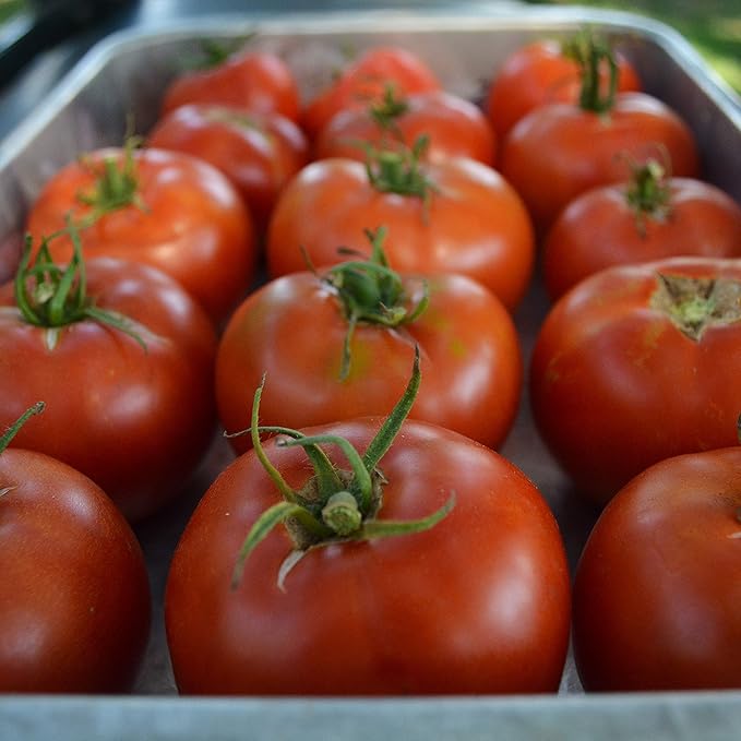 Thessaloniki Heirloom Tomato - 50 Seeds - Rare Greek Tomato Variety, Great for Slicing or Canning, USA-Grown, Non-GMO Vegetable Seeds for Planting Outdoors in The Garden, Thresh Seed Company