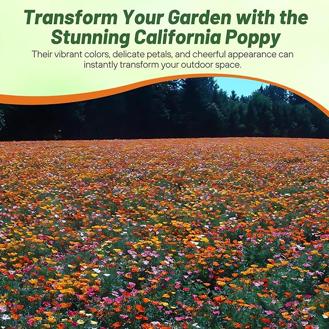 Outsidepride Mission Bells California Poppy Seed Mix - 5000 Pcs Annual Eschscholzia Wildflower Seeds w/Double Bi-Colored Blooms for Colorful Gardens, Borders, Meadows & Pollinator-Friendly Spaces