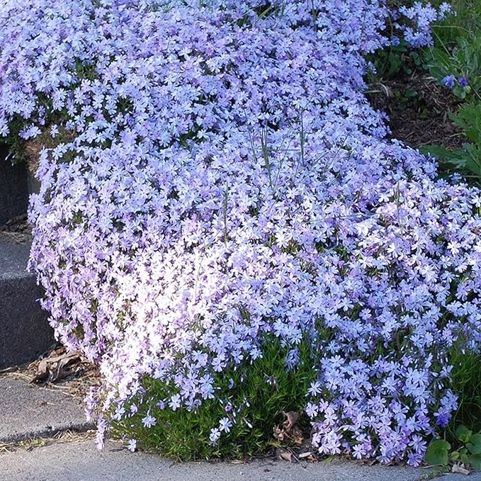 1200+ Creeping Phlox Seeds for Planting - Annual Phlox Seeds Perennial Ground Cover Plants for Home Garden Outdoor