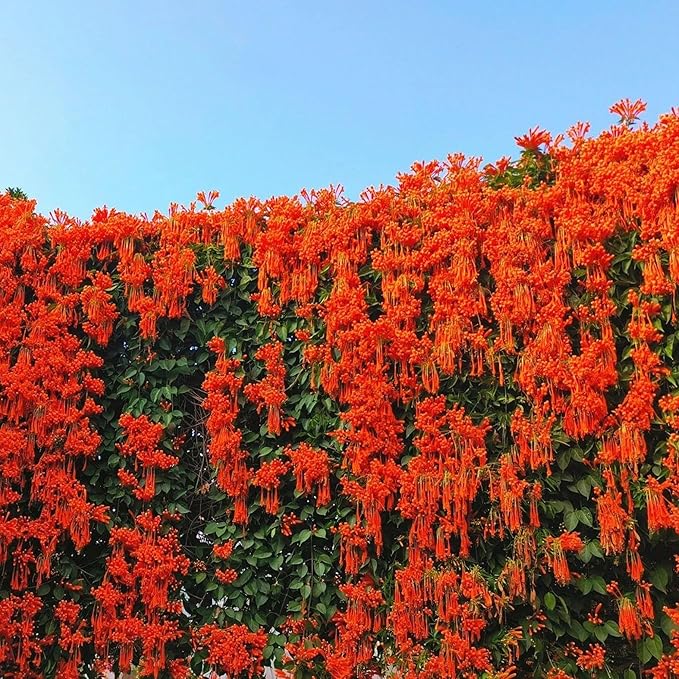 Mixrug 18pcs Firecracker Vine Seeds for Planting, Non-GMO Heirloom Perennial Colored Firecracker Vine Flower Plant Seeds, Open Pollinated Beauty Home Garden Flowers in Outdoors