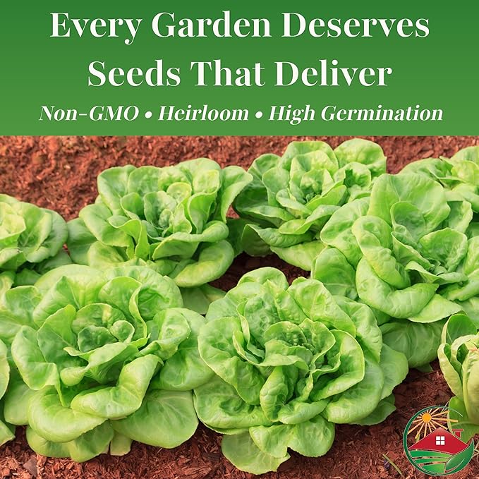 TKE Farms & Gardens - Buttercrunch Lettuce Seeds for Planting, 2500+ Seeds, Heirloom, Non-GMO, 3 Grams, Indoor & Outdoor Gardens, Butterhead Lettuce (Lactuca Sativa), Growing Instructions Included