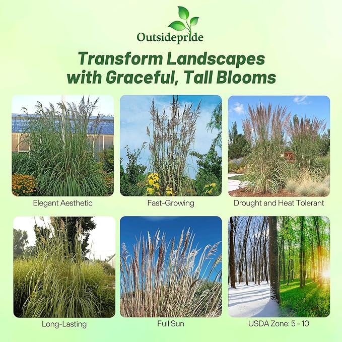 Outsidepride Erianthus Ravennae Plume Grass Seed - 250 Pcs Perennnial Hardy, Giant Ornamental Grass Seeds with Arching Gray-Green Leaves & Cream Plumes for Pampas Substitute