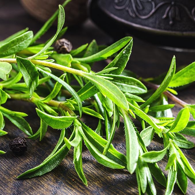 Seed Needs Summer Savory Seeds for Planting Herbs - Non-GMO Heirloom & Untreated Annual Herb Seed to Plant a Culinary Kitchen Garden Indoors or Outdoors (1 Pack)
