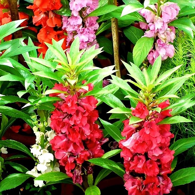 100 PCS Impatiens Annual Flower Seeds for Planting Outdoor Balsam Seeds for Garden Decor