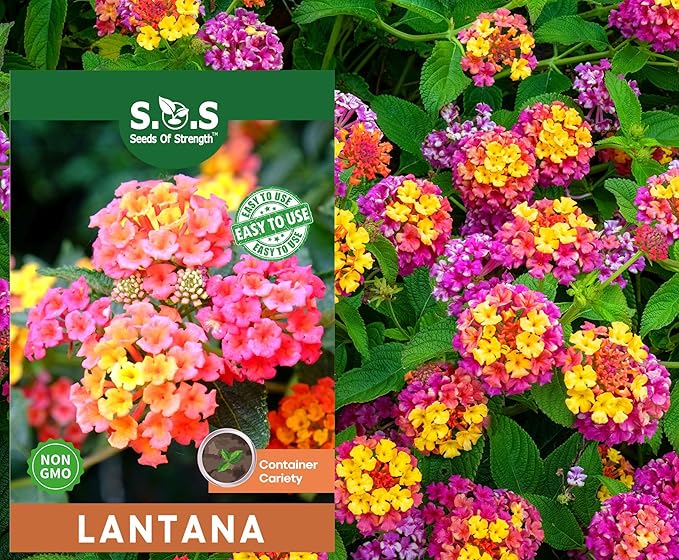 50 pcs Lantana Flower Seeds – Colorful Perennial Seeds | Drought-Tolerant, Long-Blooming | Attracts Butterflies & Hummingbirds