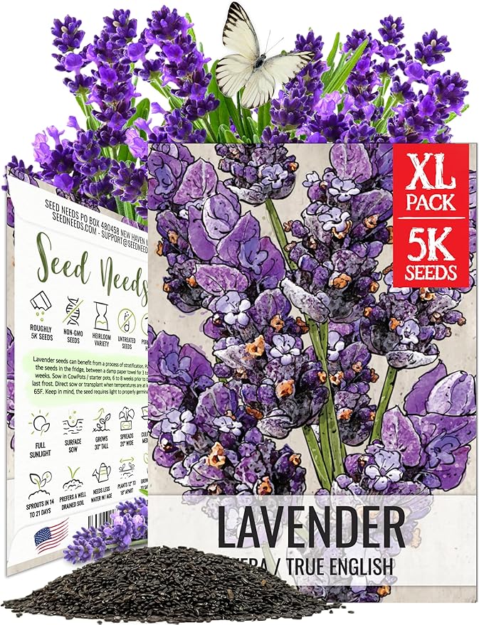 Seed Needs English Lavender Seeds for Planting Lavendula angustifolia Plants - Non-GMO Heirloom & Untreated USA sourced Herb Seeds to Plant Indoors or Outdoors (XL Pack)