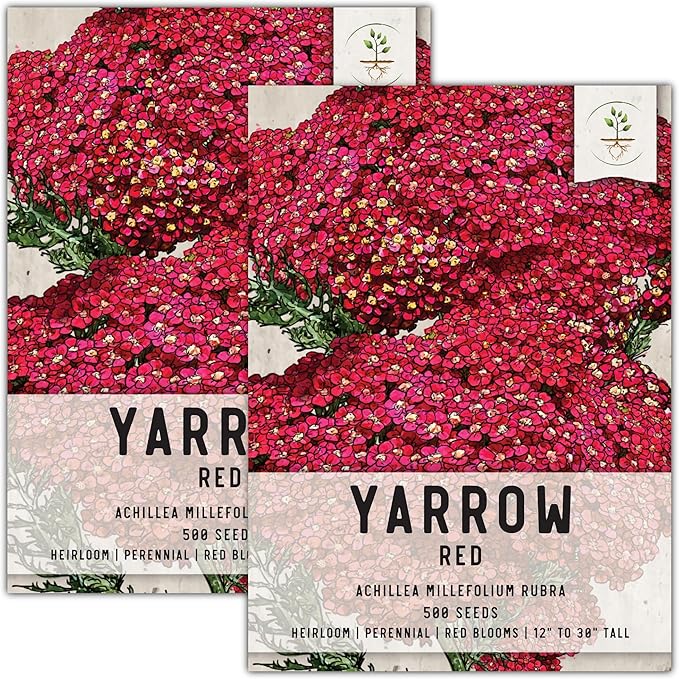 Seed Needs, Red Yarrow Seeds - 500 Heirloom Seeds for Planting Achillea millefolium rubra - Perennial Host Plant to Attracts Monarchs & Other Pollinators (2 Packs)