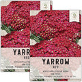 Seed Needs, Red Yarrow Seeds - 500 Heirloom Seeds for Planting Achillea millefolium rubra - Perennial Host Plant to Attracts Monarchs & Other Pollinators (2 Packs)