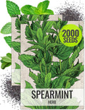 Seed Needs Mint Seeds for Planting Spearmint Herbs - Non-GMO Heirloom & Untreated Perennial Herb Seed to Plant a Home Grown Herb Garden Indoors or Outdoors (2 Packs)