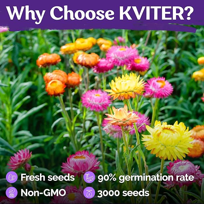 KVITER 3,000 Tall Mix Strawflower Seeds for Planting (Xerochrysum/Helichrysum Bracteatum), 2 Pack — Golden Everlasting Flower, Paper Daisy — Ideal Organic, Heirloom Cut Flower Seeds to Plant Outside