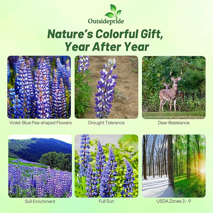 Outsidepride Wild Blue Perennial Lupine Seeds - 1/4 Lb. Self-Sowing, Cold Hardy & Frost Tolerant Wildflower Seeds for Fall Planting, Ideal for Attracting Pollinators & Hummingbirds