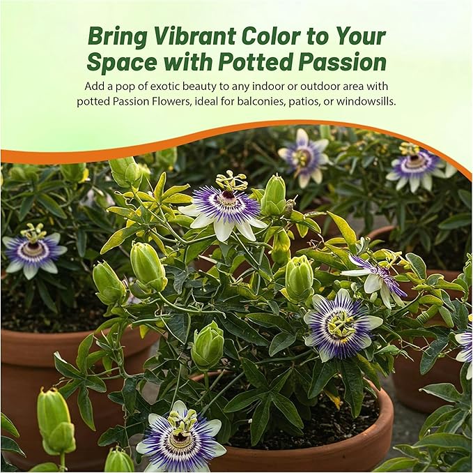 Outsidepride Passion Flower Seeds - 100 Pcs. Perennial, Fast-Growing & Pollinator Friendly, Flower Seeds for Planting Tall, Fragrant & Vibrant Star-Shaped Blooms for Trellises, Fences & Arbors