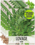 Seed Needs Lovage Seeds for Planting - Non-GMO Heirloom & Untreated Herbs to Plant a Medicinal/Culinary Home Grown Herb Garden Indoors or Outdoors (5 Packs)