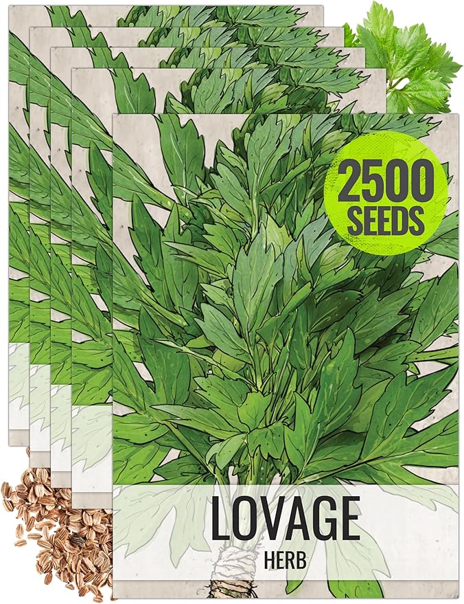 Seed Needs Lovage Seeds for Planting - Non-GMO Heirloom & Untreated Herbs to Plant a Medicinal/Culinary Home Grown Herb Garden Indoors or Outdoors (5 Packs)