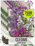 Seed Needs Cleome Seeds for Planting Spider Plants - Heirloom & Open Pollinated Wildflower Seeds to Grow a Butterfly Garden to Attract Pollinators (5 Packs)
