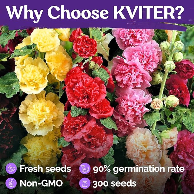 KVITER 300 Chaters Hollyhock Seeds for Planting (Alcea rosea), 2 Pack - Heirloom | Tall Blooms | Pollinator Magnet - Double Hollyhocks Flower Seeds to Plant Outside in Garden, Cottage Borders