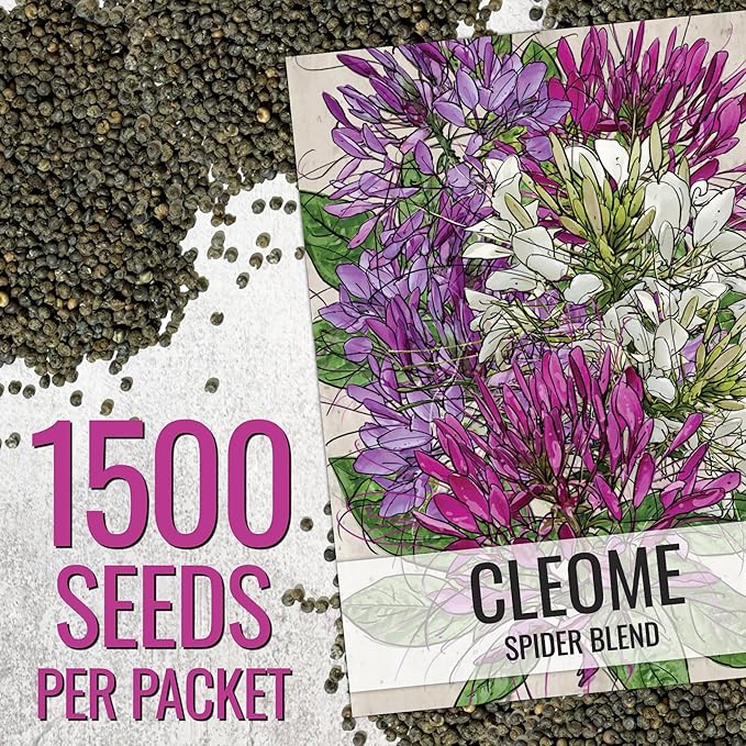 Seed Needs Cleome Seeds for Planting Spider Plants - Heirloom & Open Pollinated Wildflower Seeds to Grow a Butterfly Garden to Attract Pollinators (1 Pack)