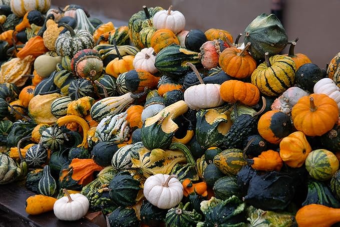 Seeds4planting - Seeds Ornamental Pumpkin Mix Heirloom Vegetable Non GMO