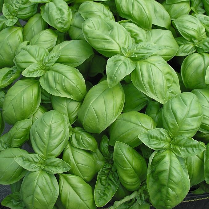 Basil Sweet Genovese Great Garden Herb by Seed Kingdom 1,200 Seeds