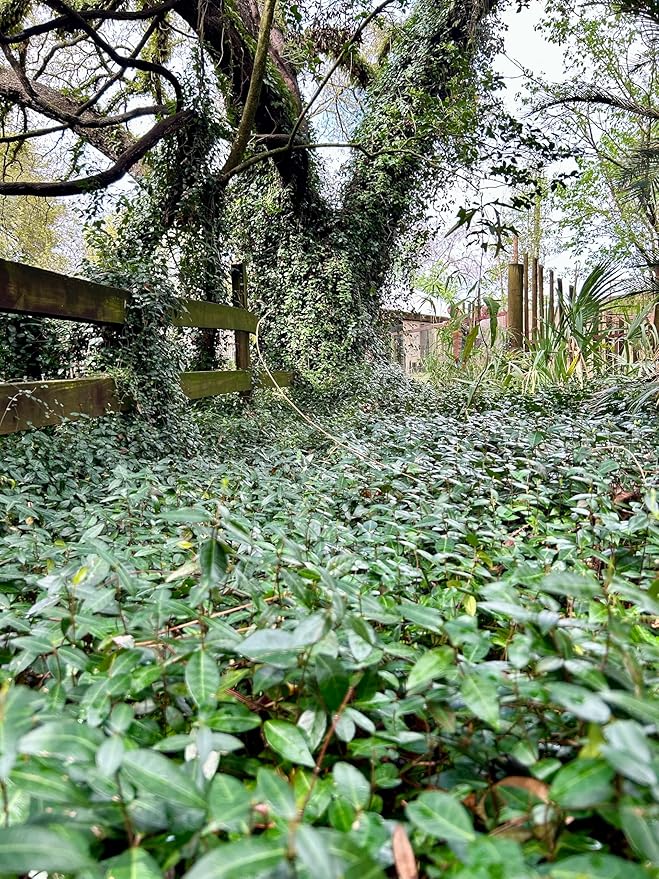 Asiatic Jasmine Live Plants, 3 inch Pot, Evergreen Ground Cover 18 Count