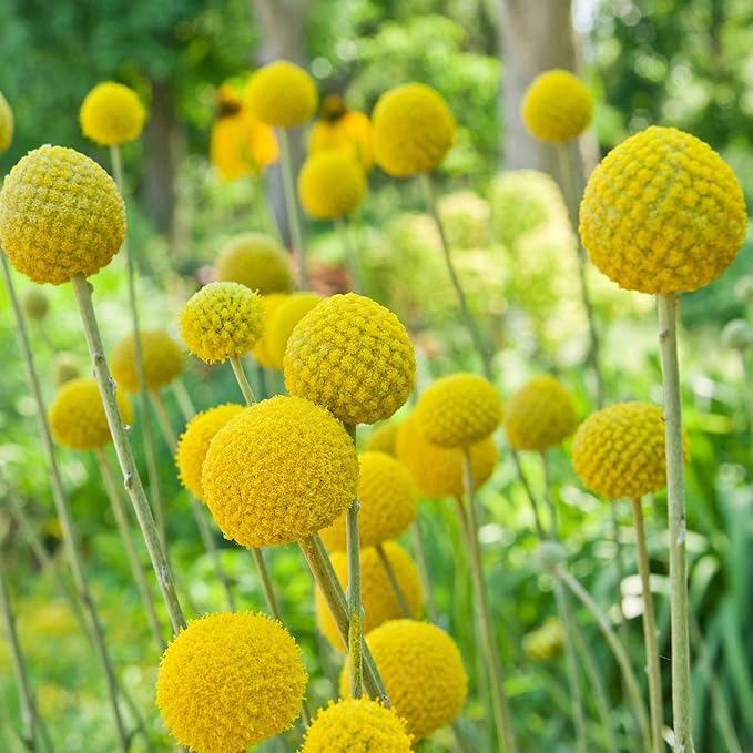 Outsidepride Billy Button Craspedia Globosa Seeds - 2000 Pcs Perennial, Hardy & Drought Tolerant, Flower Seeds for Planting w/Yellow Spherical Blooms, Ideal for Cut Flower & Pollinator Gardens