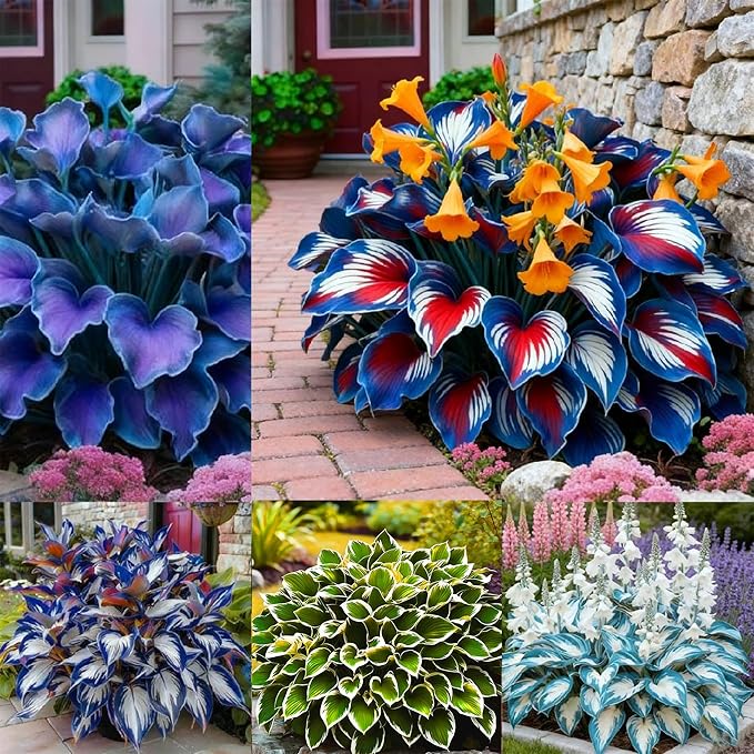 Hosta Seeds for Planting, 300+ Mixed Color Perennial Hosta Seed, Heirloom Non-GMO Hosta Seeds for Bonsai Decoration, Home Garden