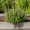 Seeds In A Cup - Plant Growing Kit-: Vegetable and Herb Growing Kit (Rosemary)