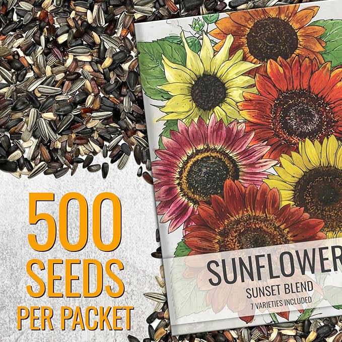 Seed Needs Sunflower Seeds to Plant Sunset Blend 7 Varieties Mix | 750+ Seeds Helianthus Annuus Heirloom Open Pollinated Bulk Flower Seed | Multicolored Sun Flowers Garden Favorite