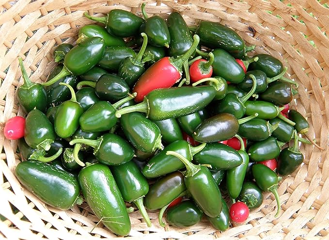 30+ Seeds Jalapeno Chili Pepper - Vegetable Green