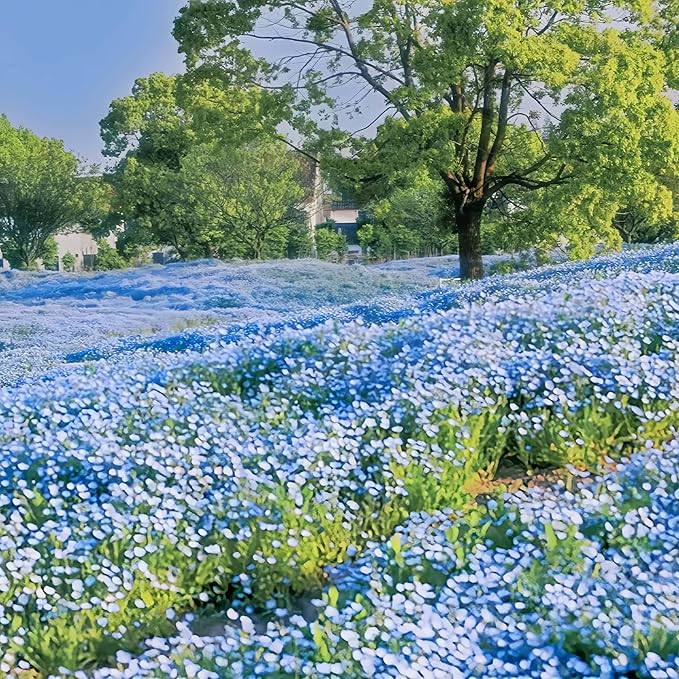 Nemophila Baby Blue Eyes Flower Seeds – 1000+ Non-GMO Annual Wildflower Seeds – Easy Growing, Deer Resistant,Perfect for Garden & Landscape