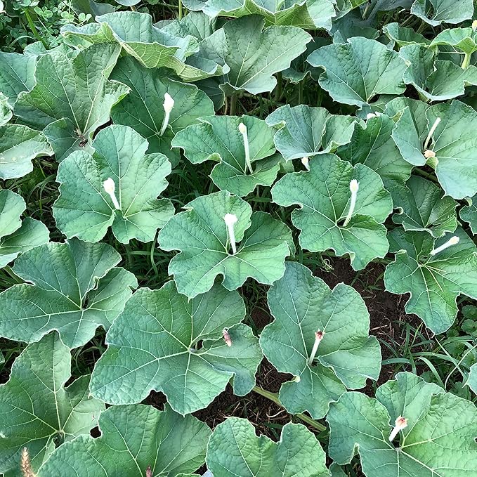 Bushel Basket Gourd Seeds (Lagenaria siceraria) 10 Seeds (3 g) - Huge Gourds for Crafts by Smoke Camp Crafts