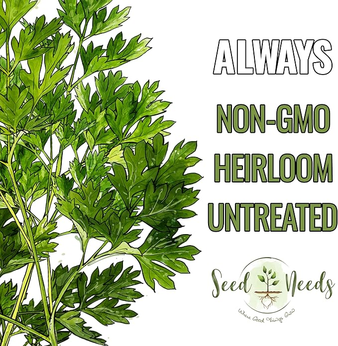 Seed Needs Chervil Seeds for Planting - Non-GMO, Heirloom & Untreated Annual Herbs - Grow an Indoor/Outdoor Garden Full of Culinary French Parsley (5 Packs)