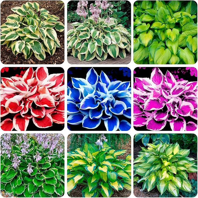 100+ Seeds Perennial Hosta Flower Seed for Planting Outdoors Garden Home Beauties