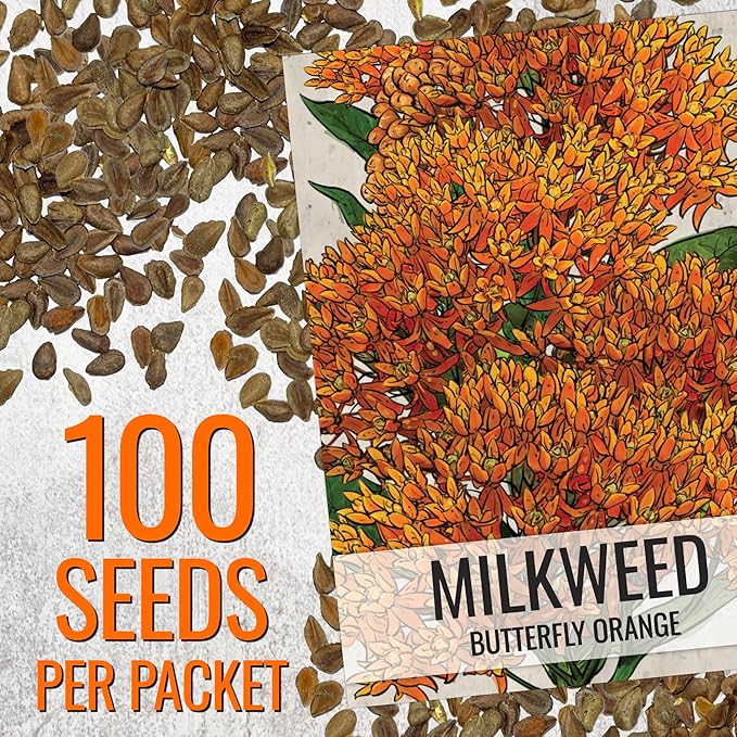 Seed Needs Orange Milkweed Seeds for Planting Butterfly Weed - Heirloom & Untreated Perennial Flower Seed to Grow a Monarch Butterfly Garden (2 Packs)